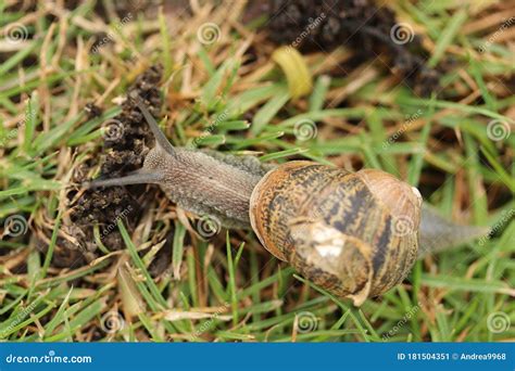 A Gastropod Mollusk Or Commonly Known As A Land Snail Stock Image