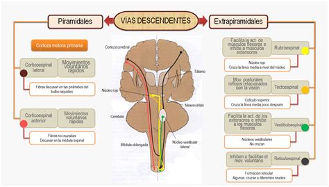 Vias Ascendentes E Descendentes Fdplearn