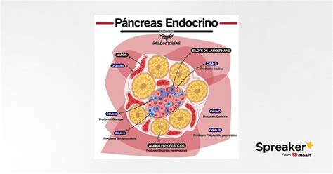 P Ncreas Endocrino Funciones Podcast