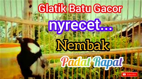 Glatik Ngerol Pancingan Gelatik Batu Gelatik Batu Gacor Full Isian