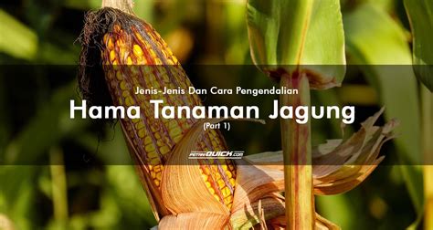 JENIS JENIS DAN CARA PENGENDALIAN HAMA TANAMAN JAGUNG PART 1 Petani