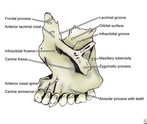 Human Anatomy: Maxilla Anatomy