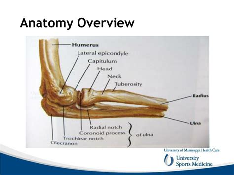 Ppt Elbow Anatomy And Biomechanics Powerpoint Presentation Free