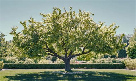 Granatapfelbaum Richtig Schneiden Tipps Anleitung