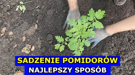 Jak I Kiedy Sadzi Pomidory Najlepszy Spos B Na Sadzenie Pomidor W