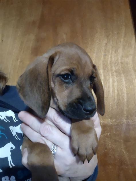 Redbone Coonhound Puppies For Sale Lockwood Ny 488934