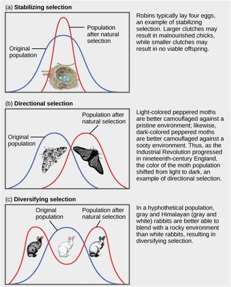 Chapter Natural Selection Introductory Biology