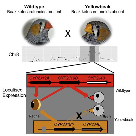 Red Carotenoid Coloration In The Zebra Finch Is Controlled By A