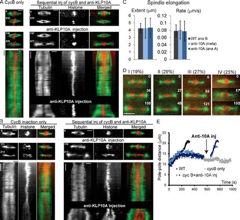 Klp10a Inhibition Is Sufficient To Induce Anaphase B Spindle Elongation