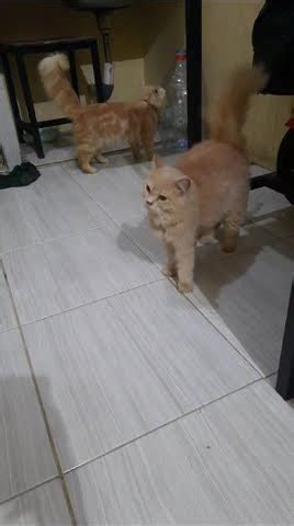 Kucing Dua Sejoli Shortvideo YouTube