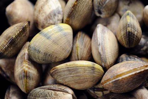 Clam Varieties Guide Every Type Of Clam You Can Buy