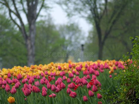 Tulips in the rain stock photo. Image of garden, festival - 14377990