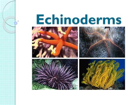 Ppt Echinoderms Powerpoint Presentation Free Download Id 2026451