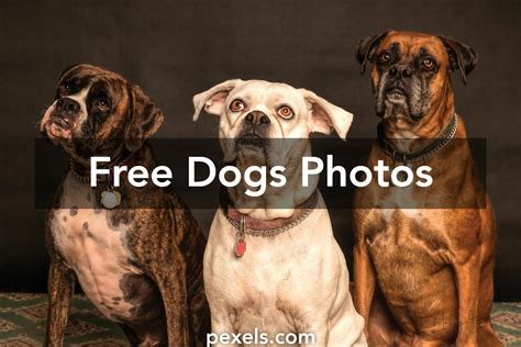 1000 Great Dogs Photos · Pexels · Free Stock Photos