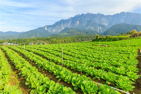 Kundasang Sabah Landscape With Cabbage Farm And Mount Kinabalu At Far Background During Morning