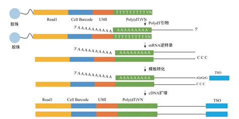 单细胞精准捕获技术介绍 百迈客生物