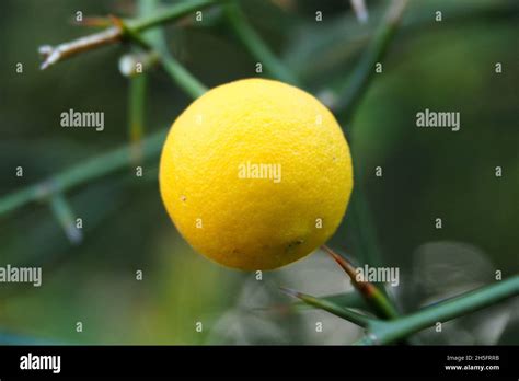 Trifoliate Orange Japanese Bitter Orange Dreibl Ttrige Orange