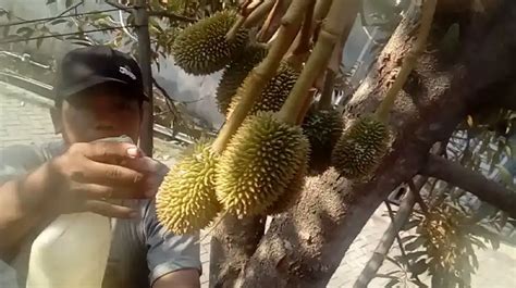 Cara Memaksa Pohon Durian Cepat Berbuah Berhasil Ilmupot