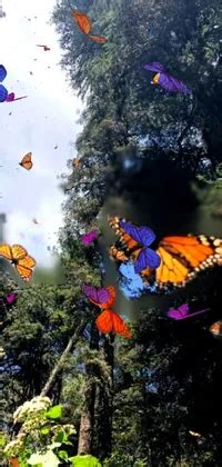 butterfly Live Wallpaper - free download