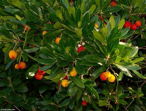 Strawberry Tree Arbutus Unedo