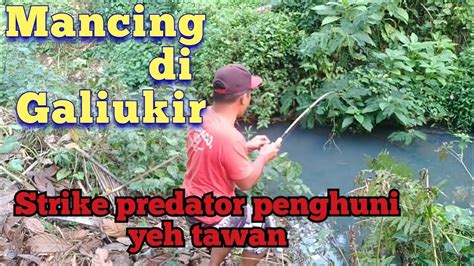 Mancing Di Galiukir Strike Predator Sungai Yeh Tawan Youtube