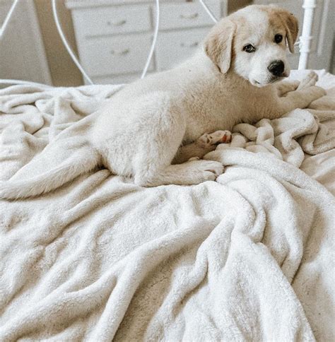 Peep The Extra Toe Great Pyrenees Labrador Retriever Labrador