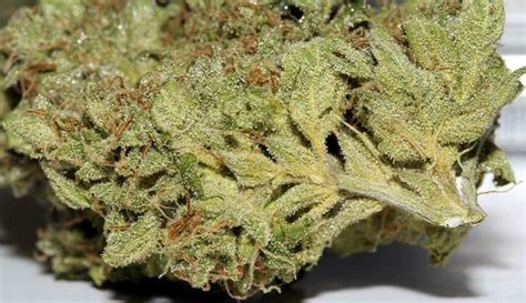 Ghost Train Haze Strain Information & Reviews | Where's Weed