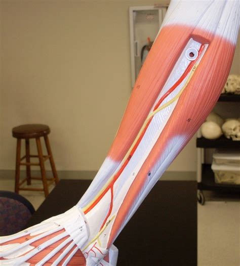 Fibular Nerves Diagram Quizlet