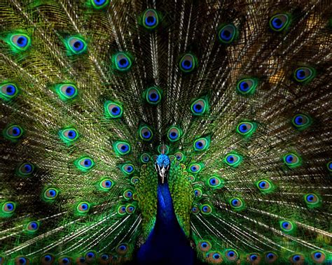 Peacock Photo, Close-up of a Peacock, Home Decor, Wall Decor, Photo Art ...