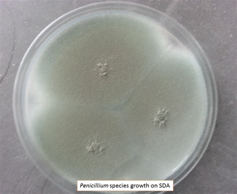 Penicillium Colony