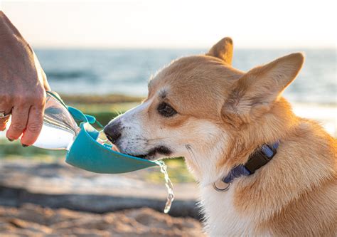 Intensa onda de calor oferece riscos à saúde humana e animal como