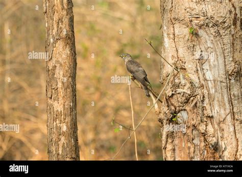 The Common Hawk Cuckoo Is Also Known As The Brain Fever Bird And Is