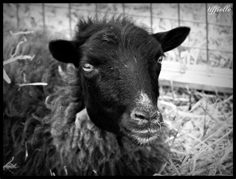 Black Sheep 1 By Uffielle On Deviantart