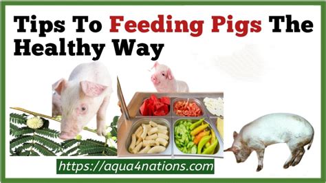 Tips For Feeding Pigs The Healthy Way - Aqua4Nations