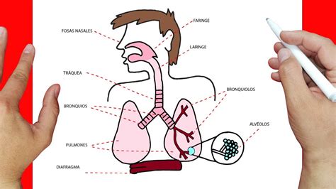 Sistema Respiratorio Para Dibujar Actualizado Diciembre The Best Porn