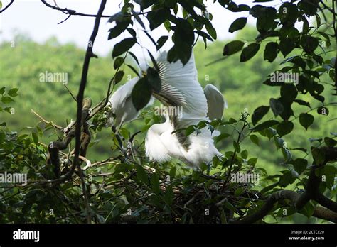 Rainforest And Birds Nest India High Resolution Stock Photography And