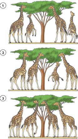 The natural selection of Darwin and Wallace - La evolución