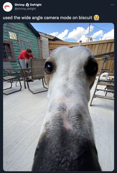 Used The Wide Angle Camera Mode On Biscuit Borzoi Long Nose Dog