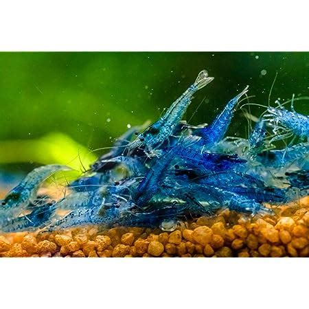 Blue Diamond Neocaridina Live Aquarium Shrimp 10 Amazon Co Uk Pet