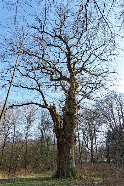 Eiche Beim Ehemaligen Forsthaus Beim Gut Nehmten Monumentale Eichen