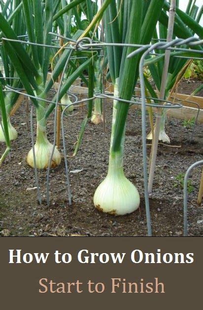 How To Best Grow Onions Everything About Garden