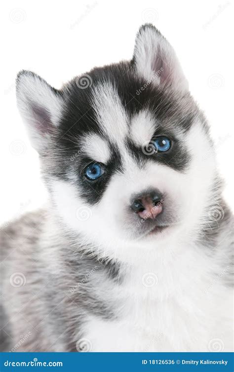 Siberian Husky Puppy with Blue Eyes Stock Photo - Image of little, domestic: 18126536