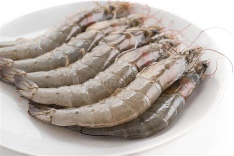 Fresh Shrimp Prawn Stock Image Image Of Freshness Food 90594009