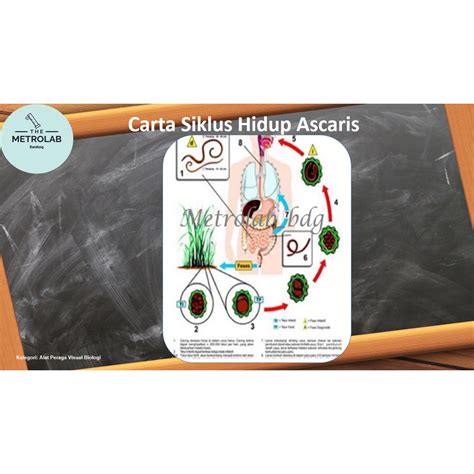 Jual Carta Siklus Hidup Ascaris Ascaris Lumbricoides Uk 70 X 100 Cm Art Paper 230 Gr