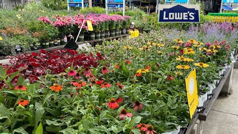 Shop With Me For Summer And Fall Blooming Perennial Arrivals At Lowes