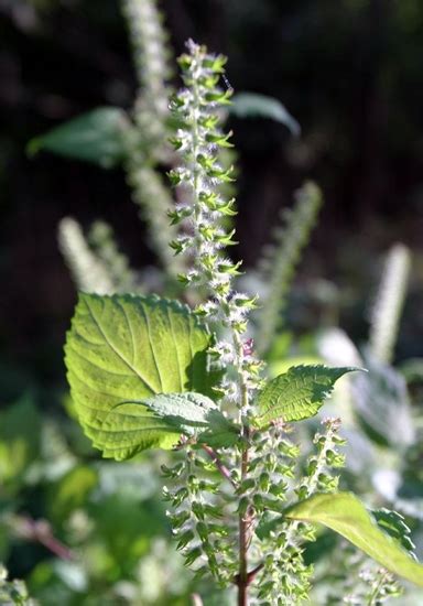 perilla mint mizzou weedid