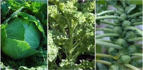 Examples Of Brassica Oleracea Subspecies From Left To Right Cabbage Download Scientific