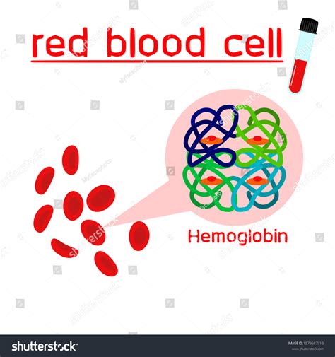 250 Hemoglobin Carbon Dioxide Images Stock Photos Vectors Shutterstock