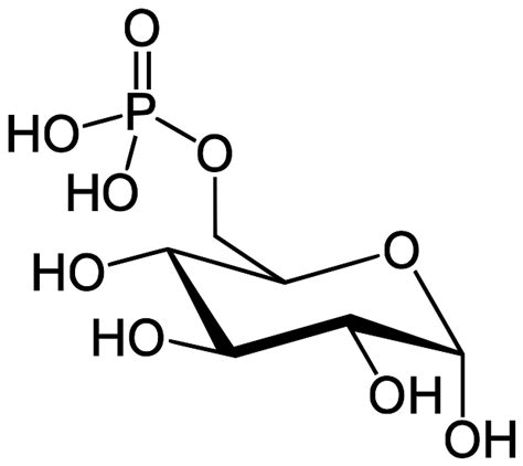 Glucose 6 Phosphat