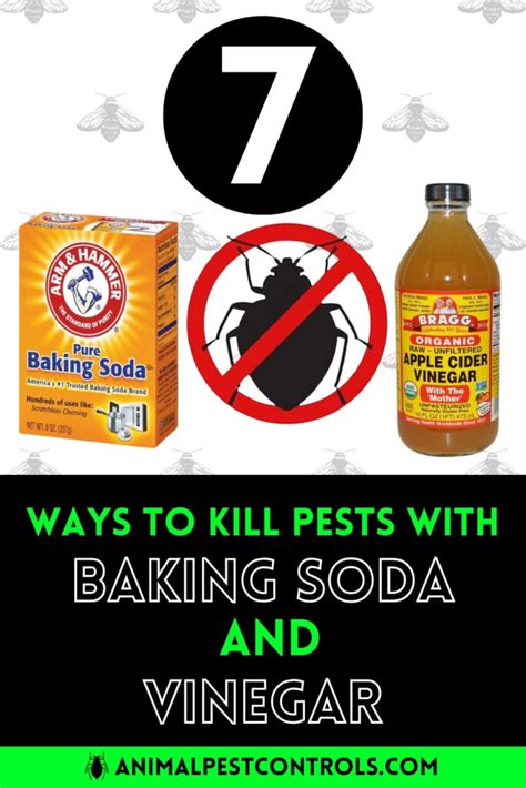 7 Ways To Kill Pests With Baking Soda And Vinegar